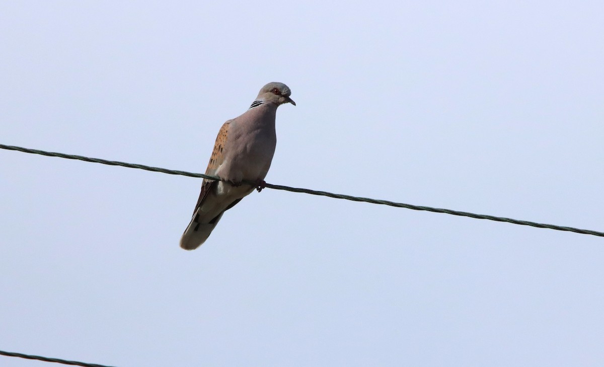 European Turtle-Dove - Su Delve