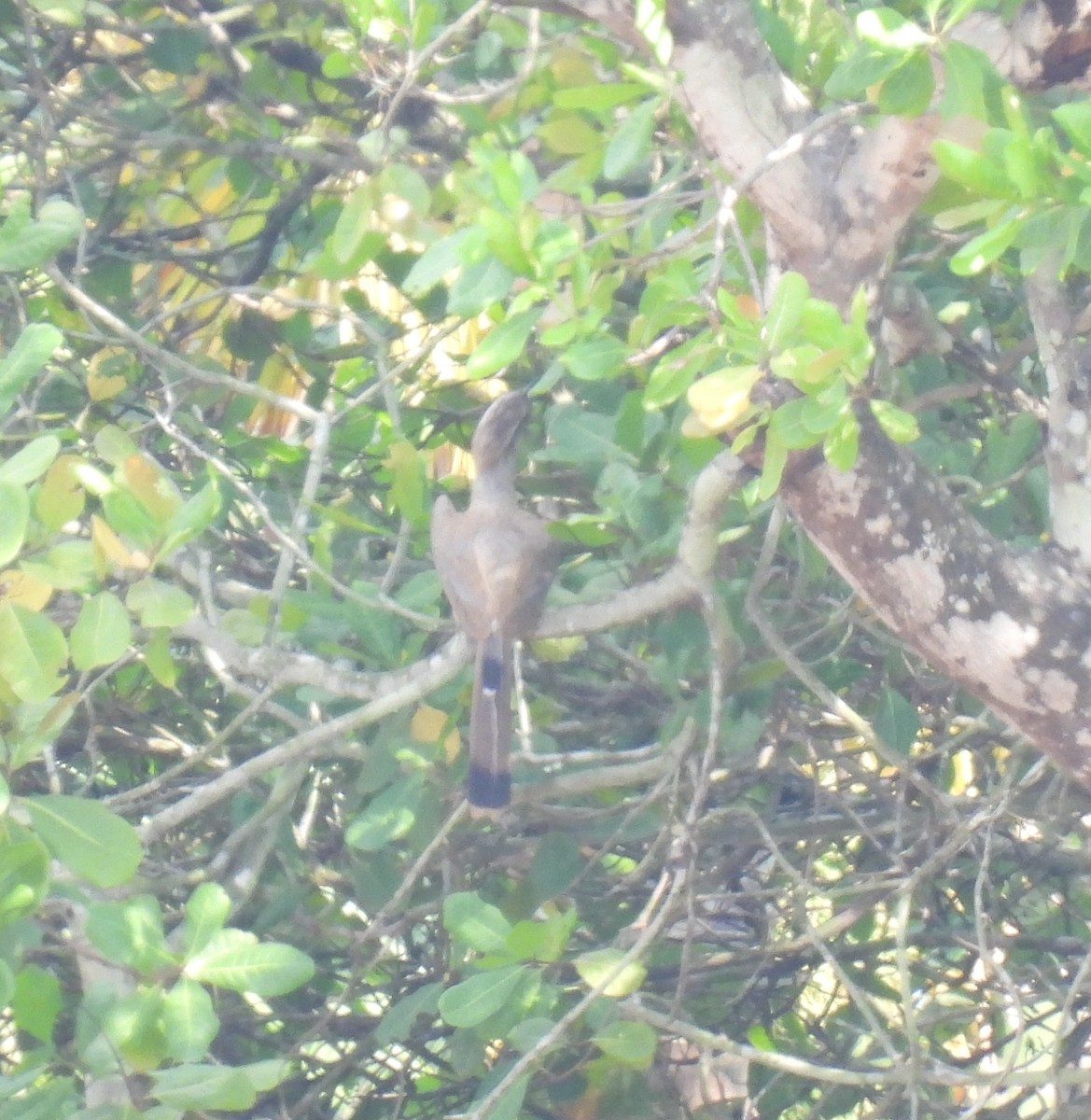 Malabar Gray Hornbill - Rama M V