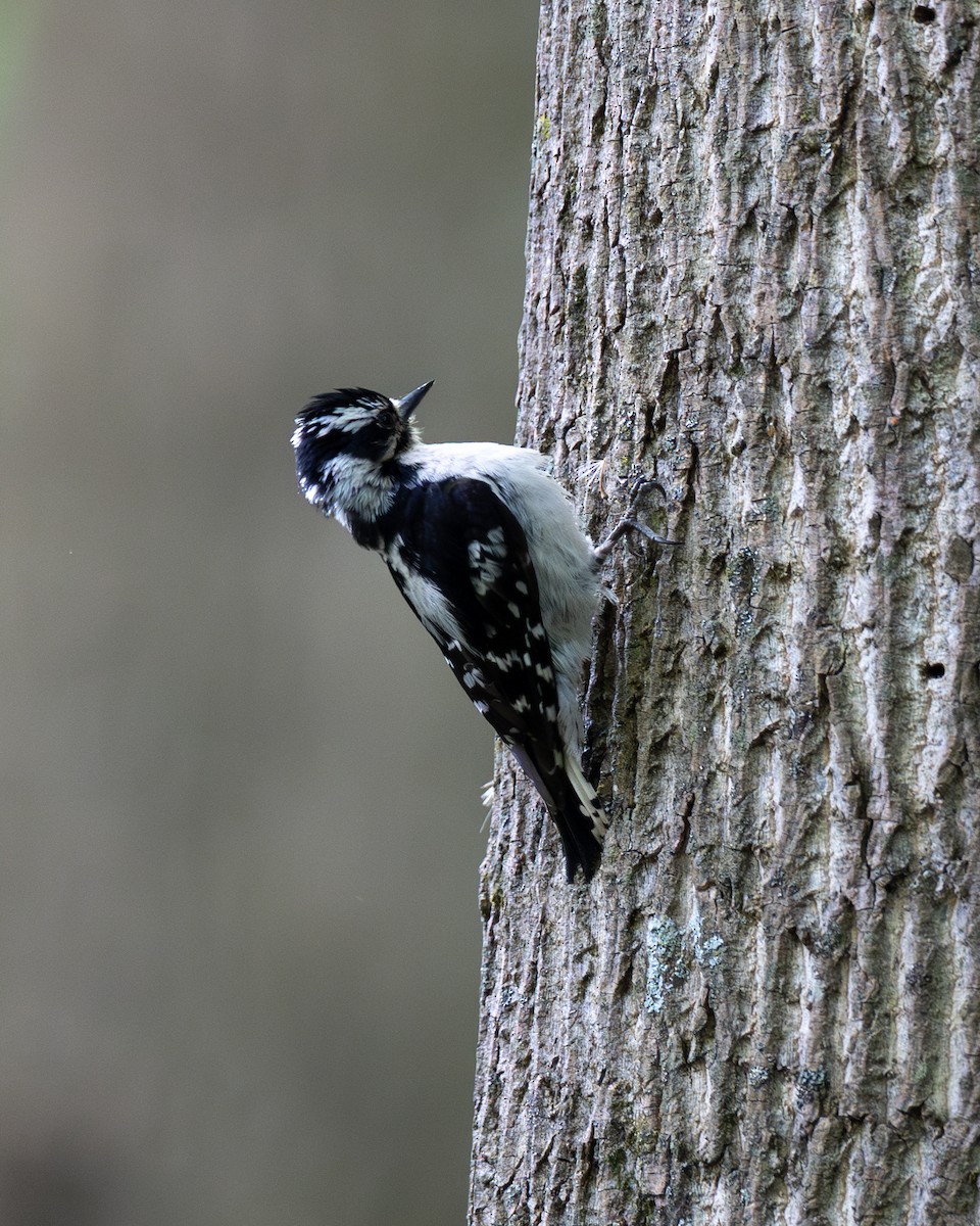 Downy Woodpecker - Varun Sharma