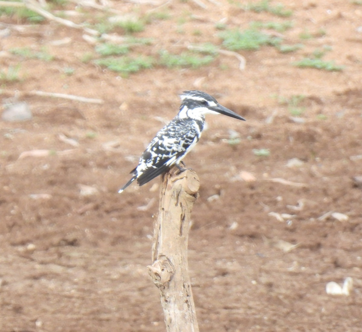 Pied Kingfisher - ML619521339