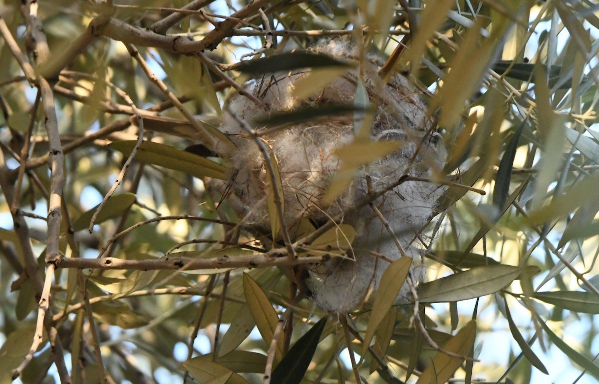 Western Olivaceous Warbler - Viorel-Ilie ARGHIUS