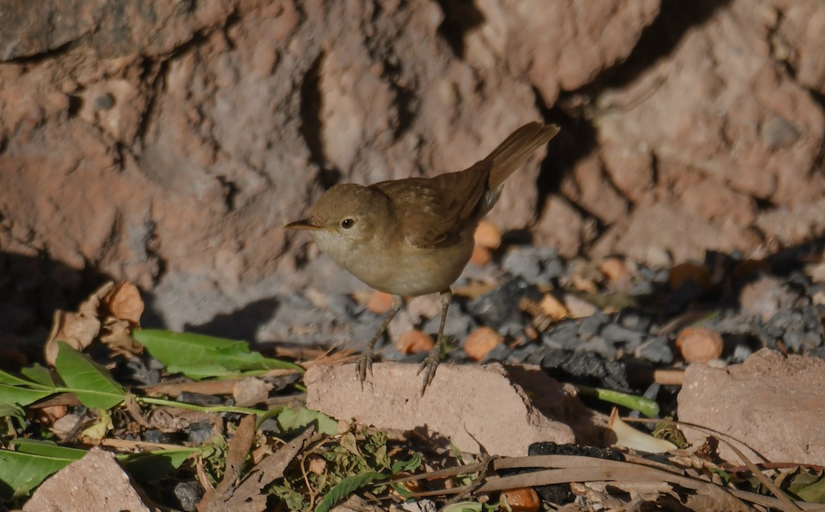 Western Olivaceous Warbler - Viorel-Ilie ARGHIUS