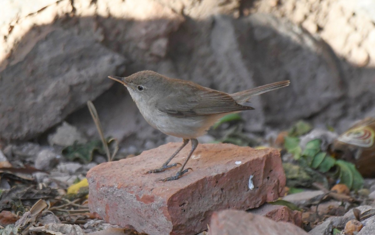 Western Olivaceous Warbler - ML619521348