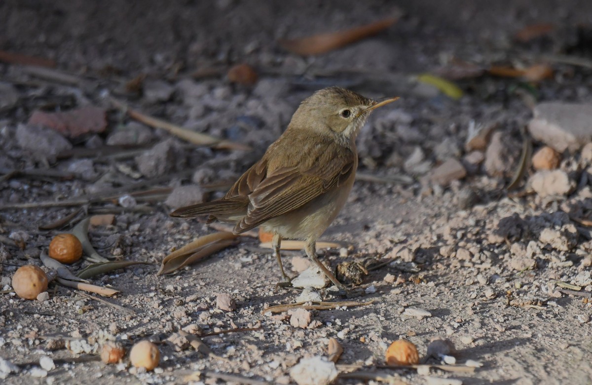 Western Olivaceous Warbler - Viorel-Ilie ARGHIUS