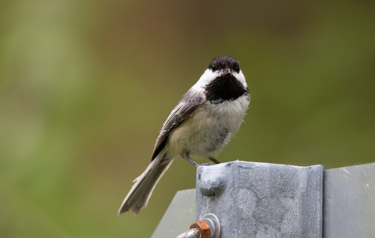 Black-capped Chickadee - ML619521354