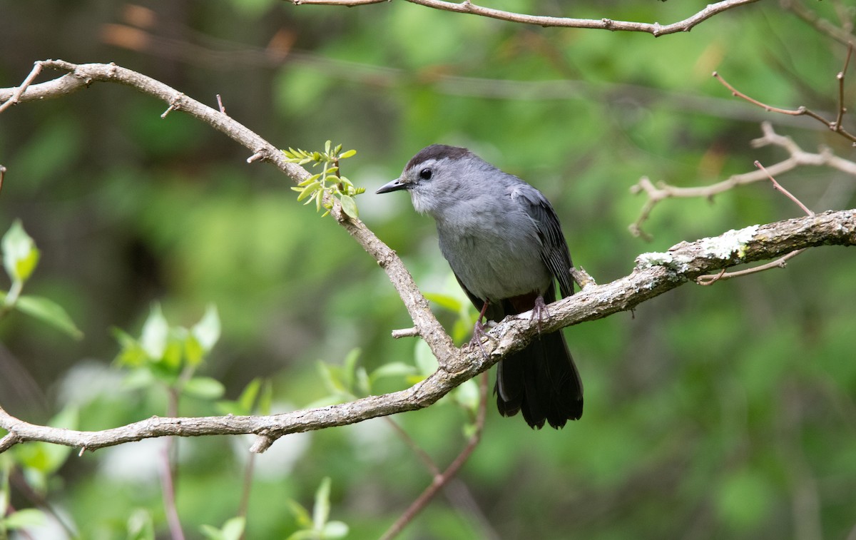 Gray Catbird - Annika Anderson