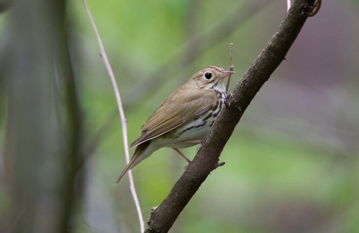 Ovenbird - Annika Anderson