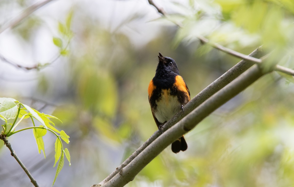 American Redstart - Annika Anderson