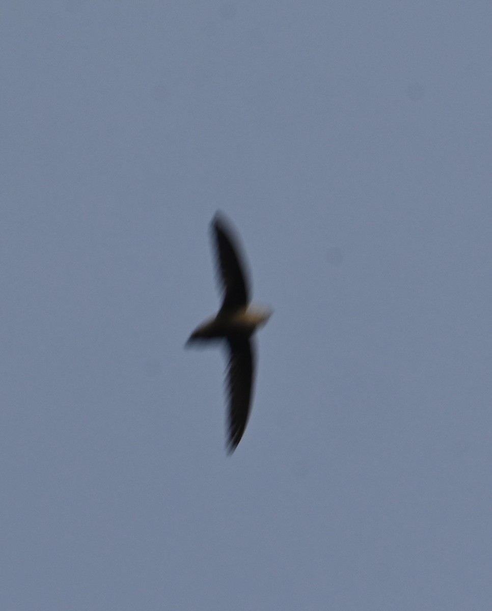 Chimney Swift - ML619521368