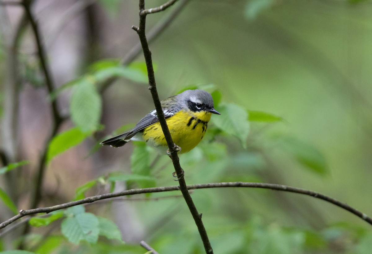 Magnolia Warbler - Annika Anderson