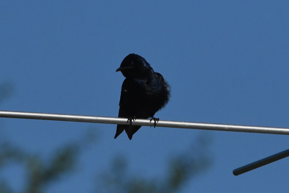 Purple Martin - Penguin Iceberg