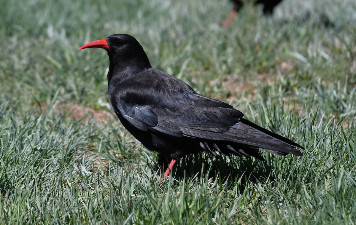 Red-billed Chough - Viorel-Ilie ARGHIUS