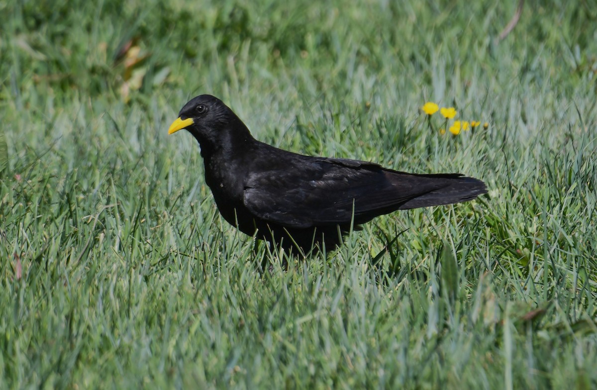 Yellow-billed Chough - Viorel-Ilie ARGHIUS