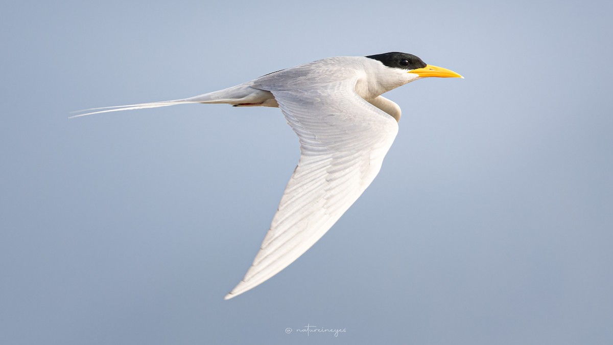 River Tern - Weeds S