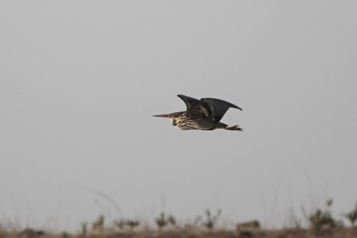 Black Bittern - ML619521404