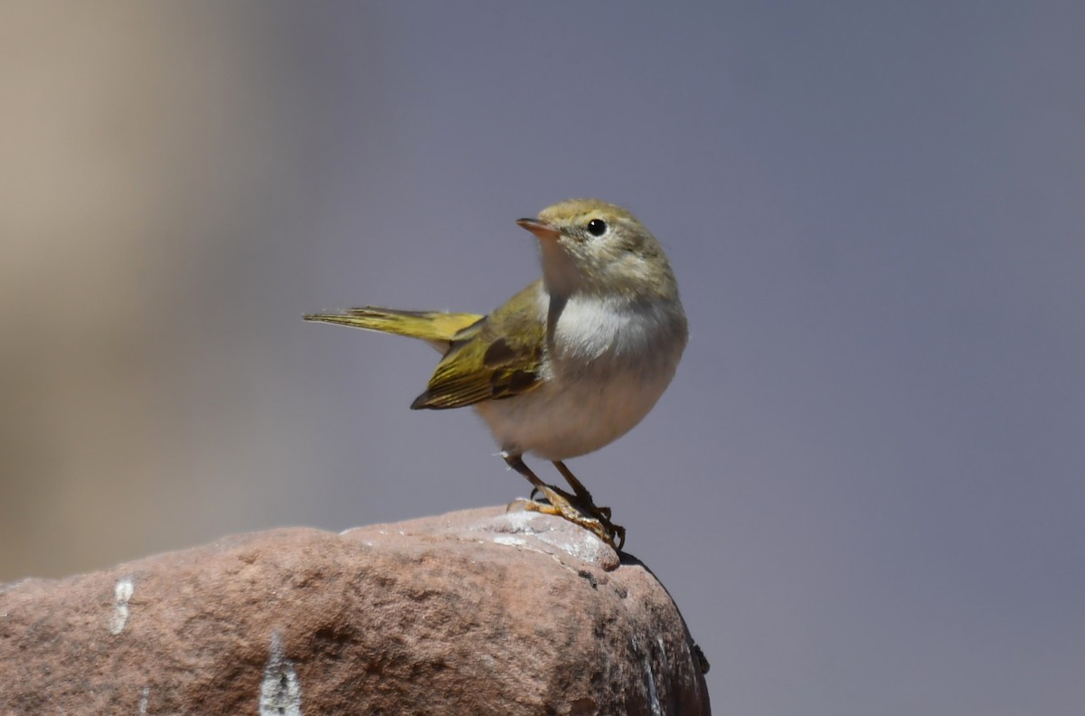 Western Bonelli's Warbler - Viorel-Ilie ARGHIUS