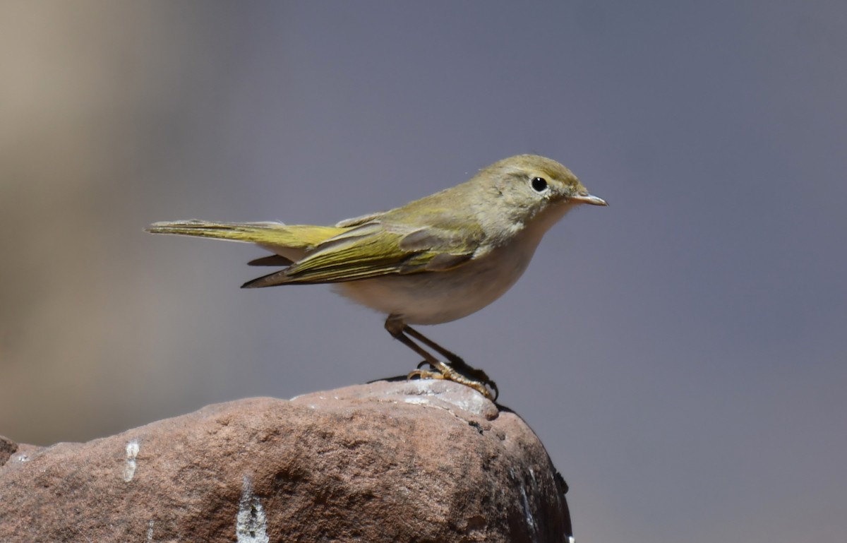 Western Bonelli's Warbler - Viorel-Ilie ARGHIUS