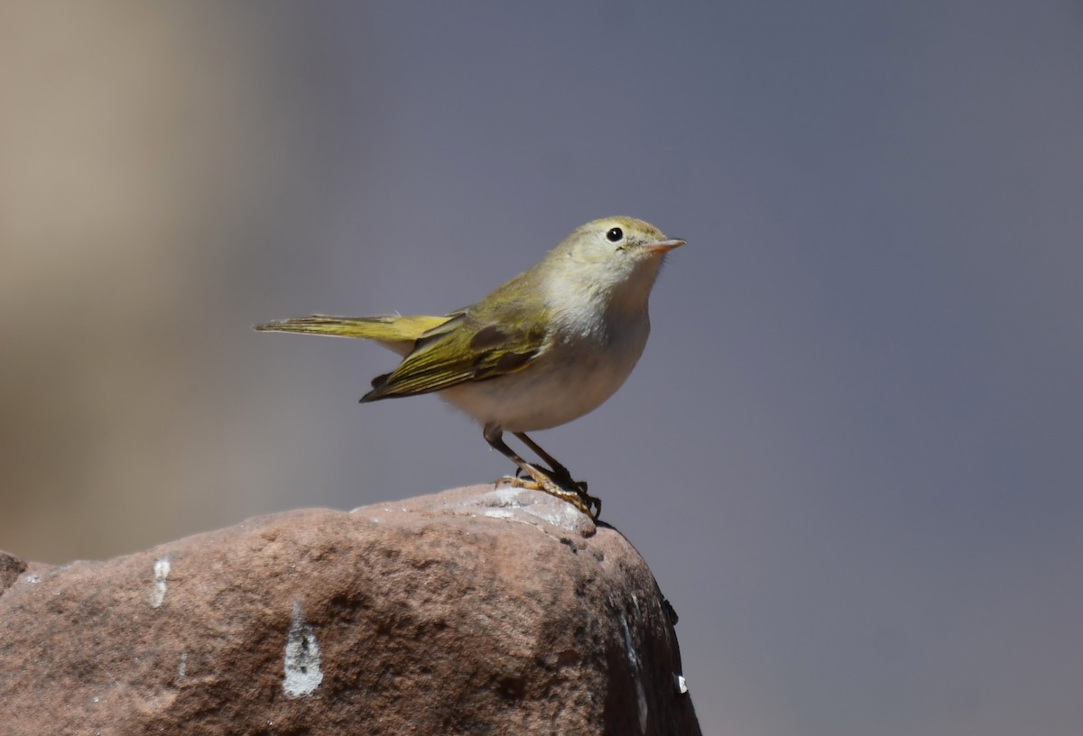 Western Bonelli's Warbler - Viorel-Ilie ARGHIUS