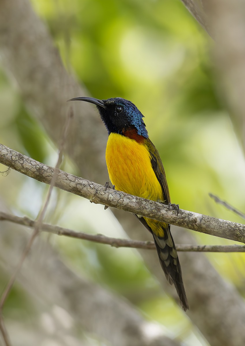 Green-tailed Sunbird - ML619521410