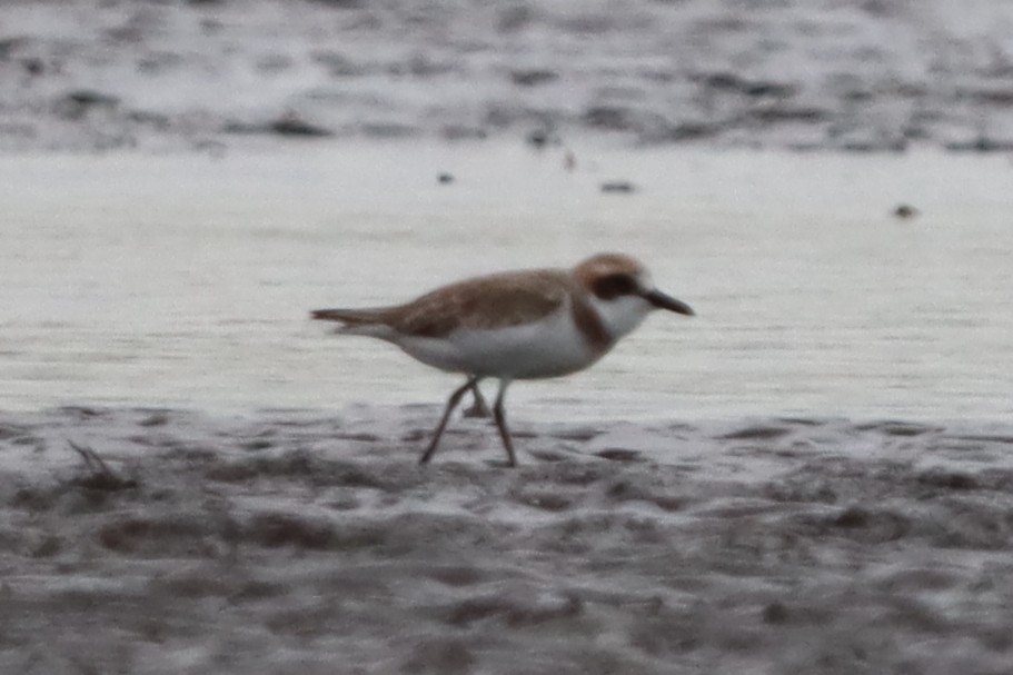 Greater Sand-Plover - David Morrison