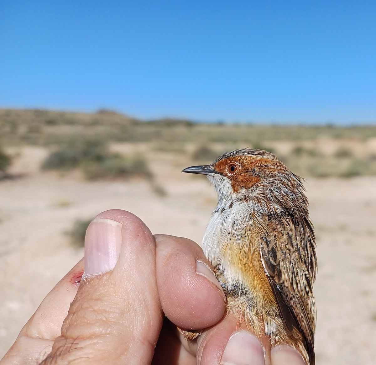 Rufous-eared Warbler - Dawie de Swardt