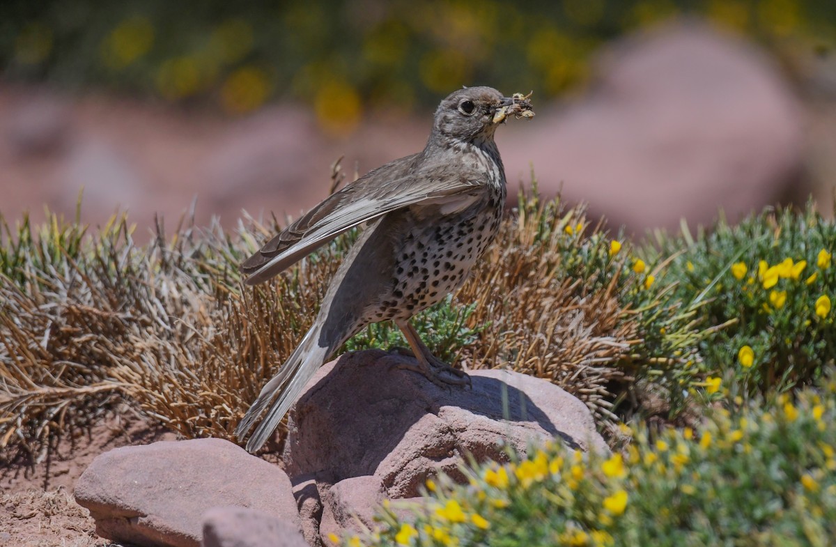 Mistle Thrush - Viorel-Ilie ARGHIUS