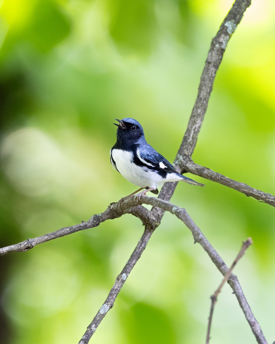Black-throated Blue Warbler - Varun Sharma