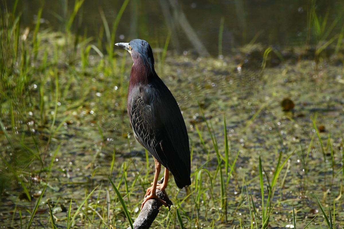 Green Heron - ML619521425