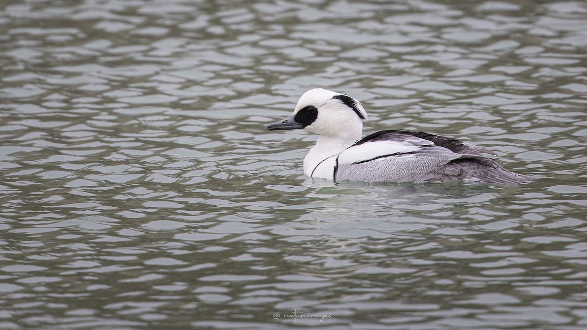 Smew - Weeds S