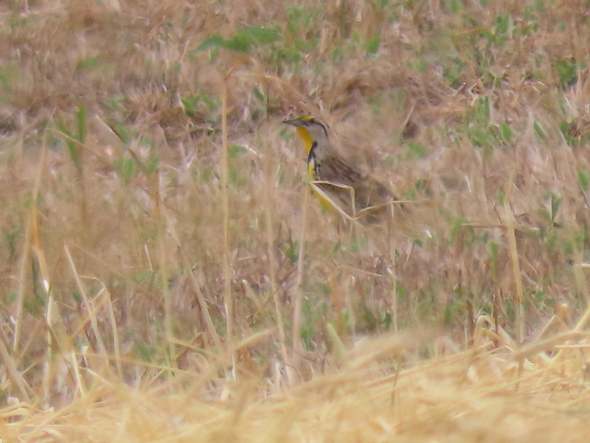 Eastern Meadowlark - Jo Spilde