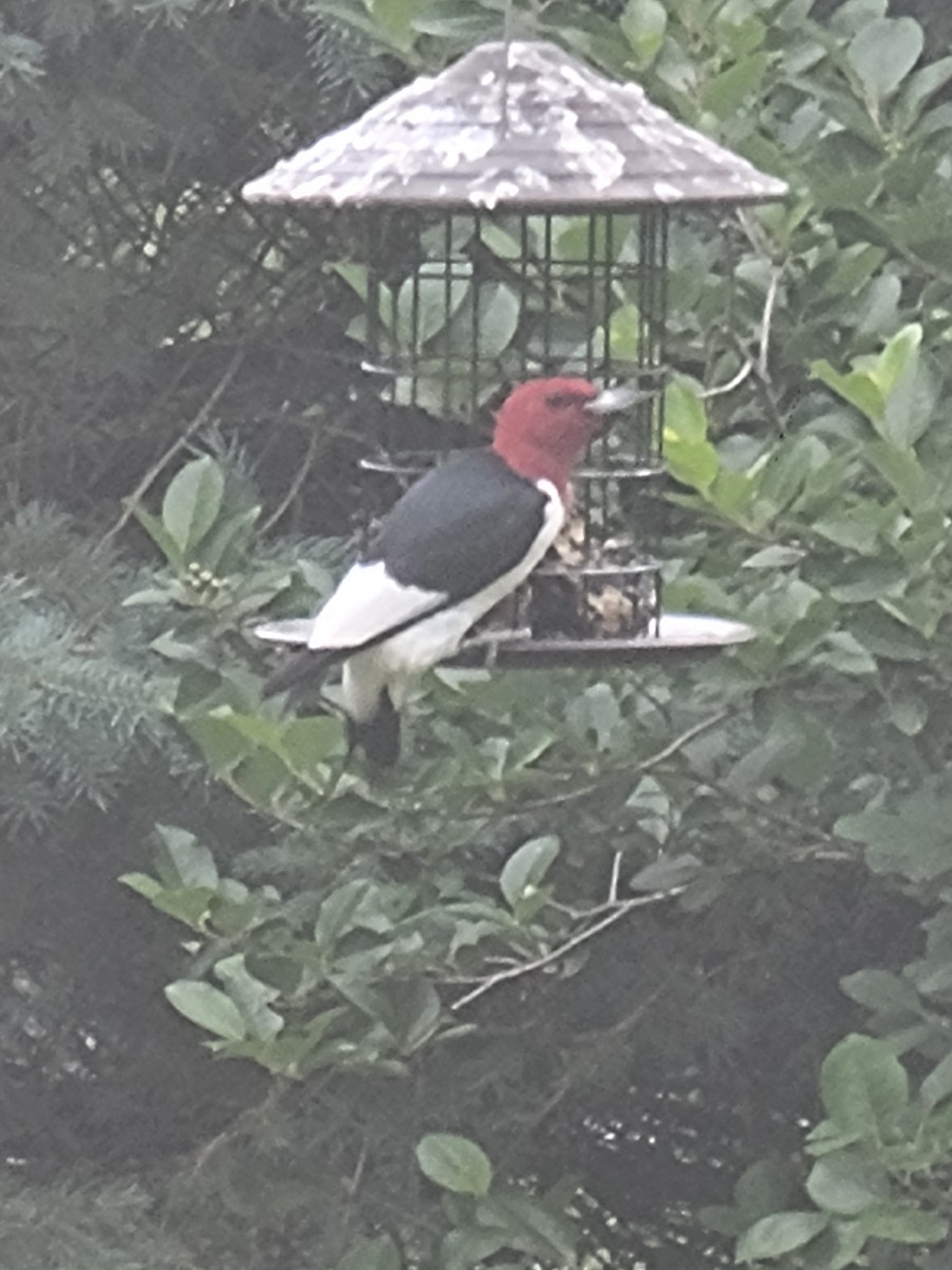 Red-headed Woodpecker - Scott Harp