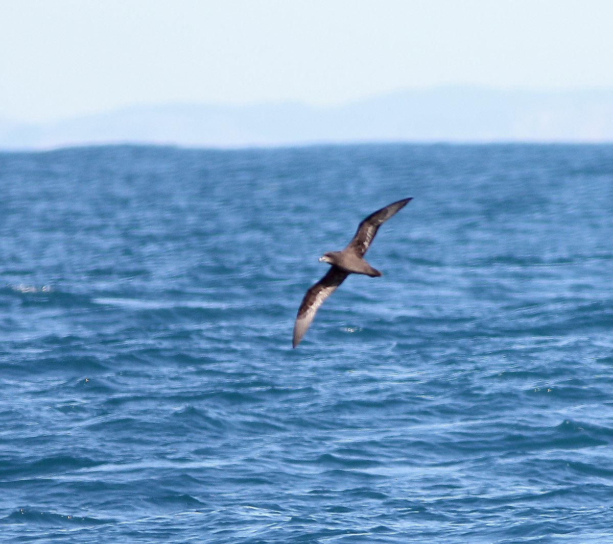 Gray-faced Petrel - Andrew Collins