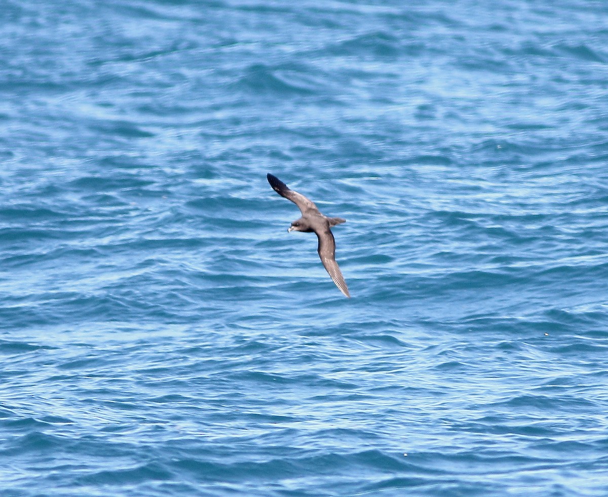 Gray-faced Petrel - Andrew Collins