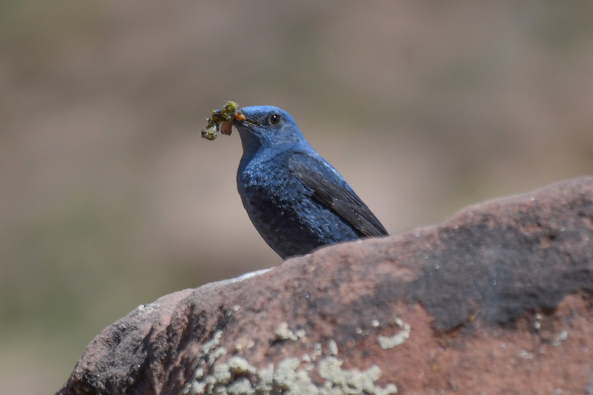 Blue Rock-Thrush - Viorel-Ilie ARGHIUS