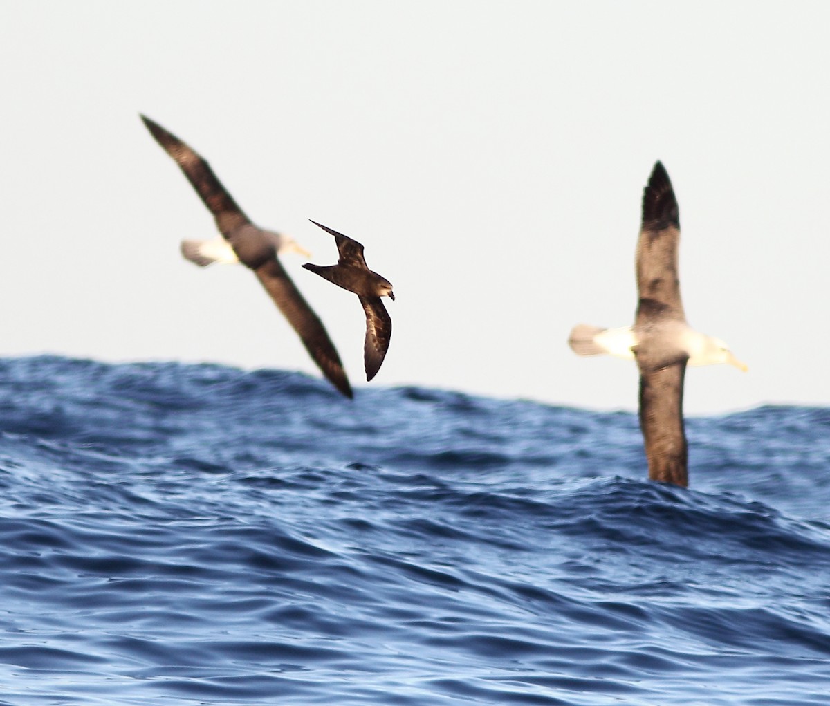 Gray-faced Petrel - Andrew Collins