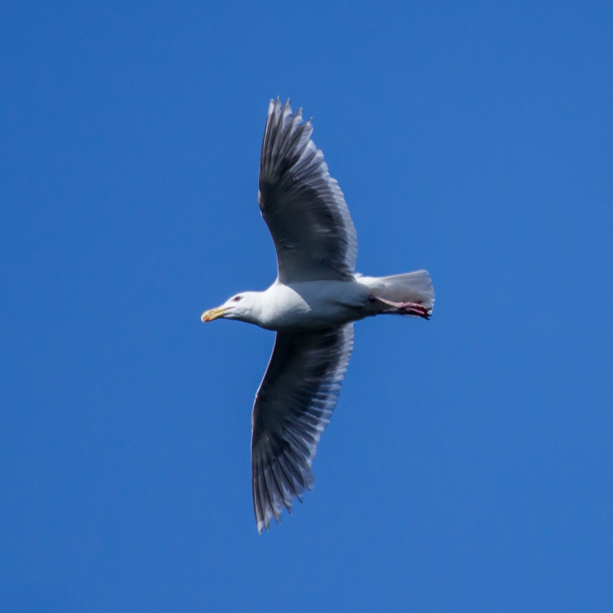 Glaucous-winged Gull - Rail Whisperer