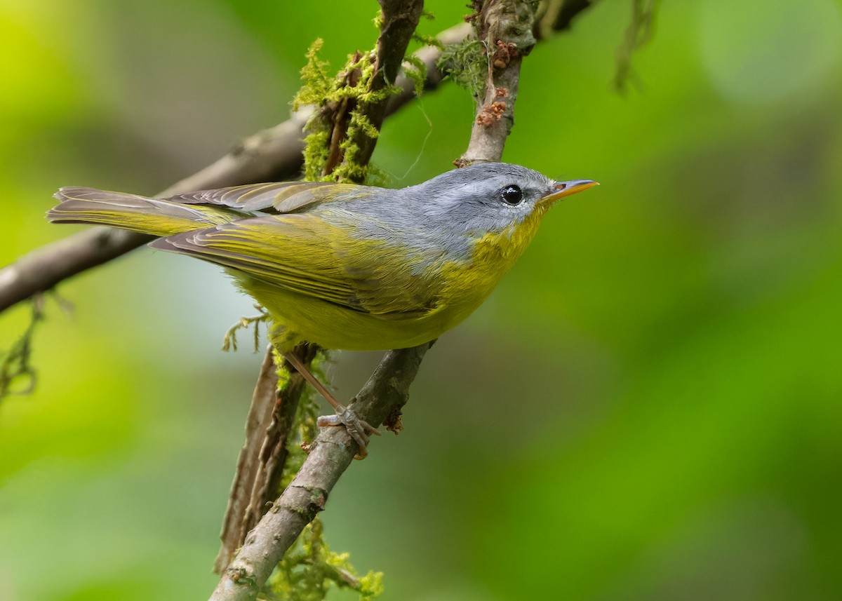 Gray-hooded Warbler - Ayuwat Jearwattanakanok