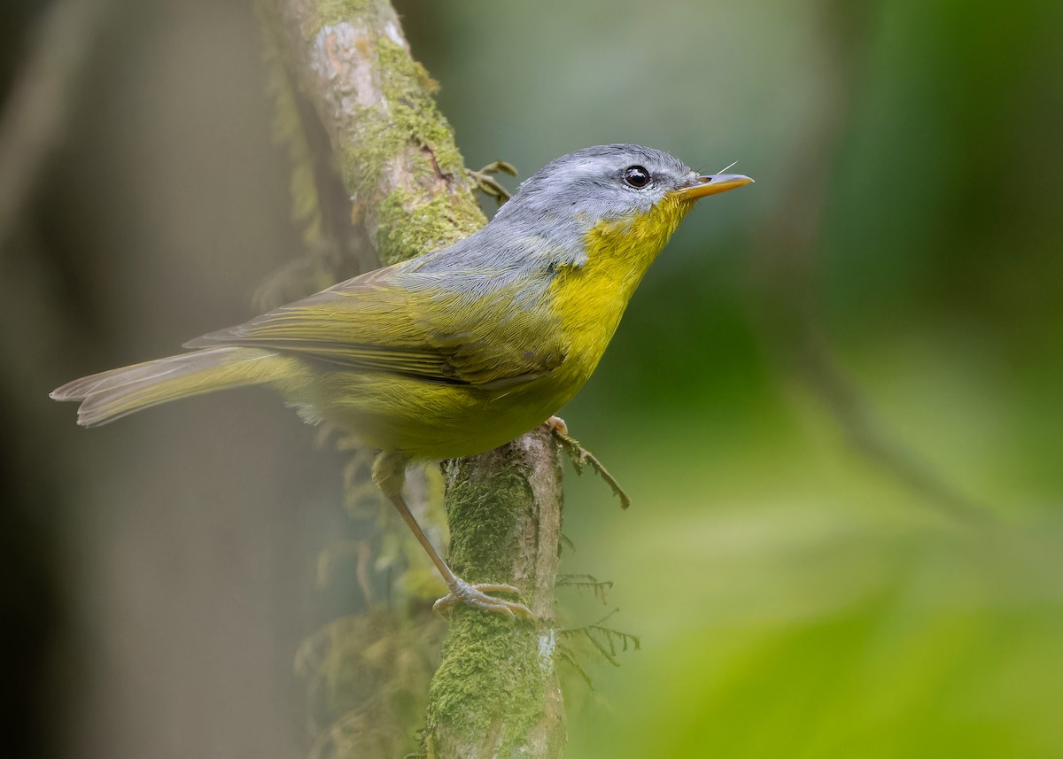 Gray-hooded Warbler - Ayuwat Jearwattanakanok