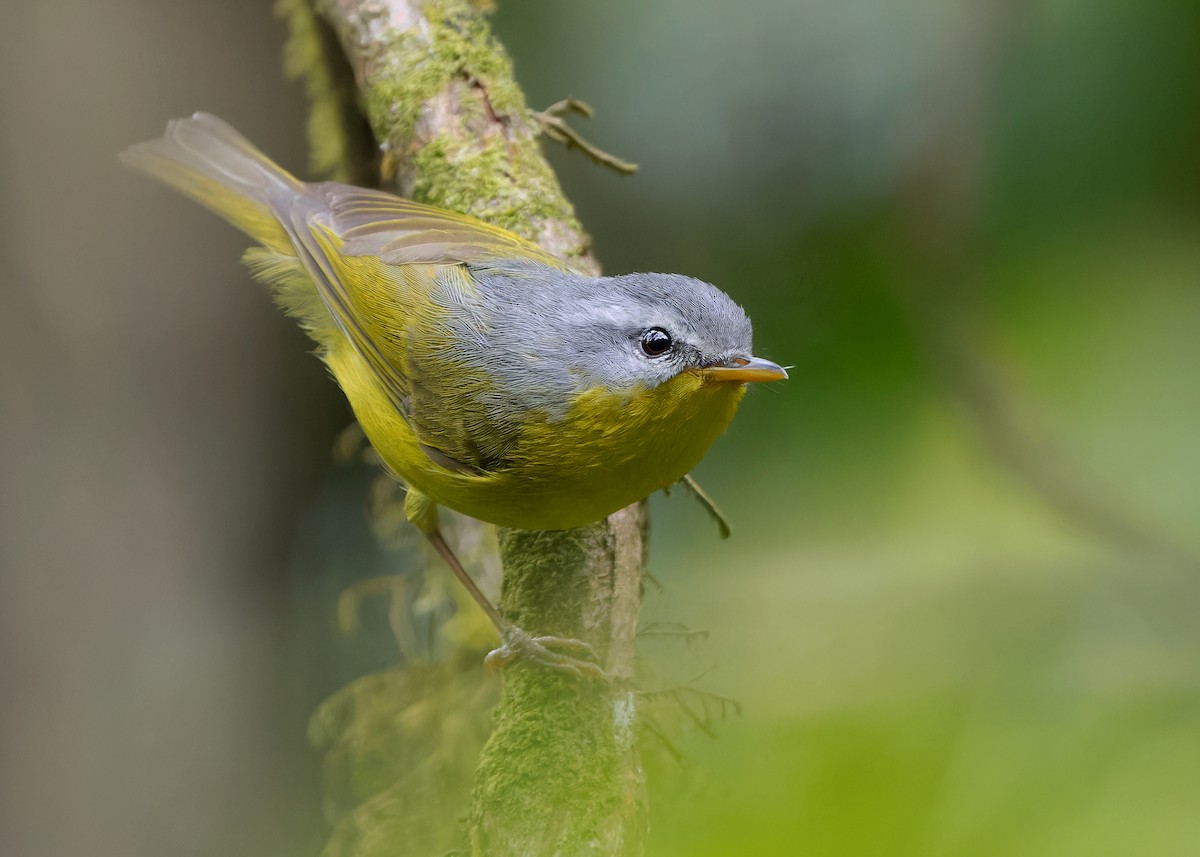 Gray-hooded Warbler - Ayuwat Jearwattanakanok