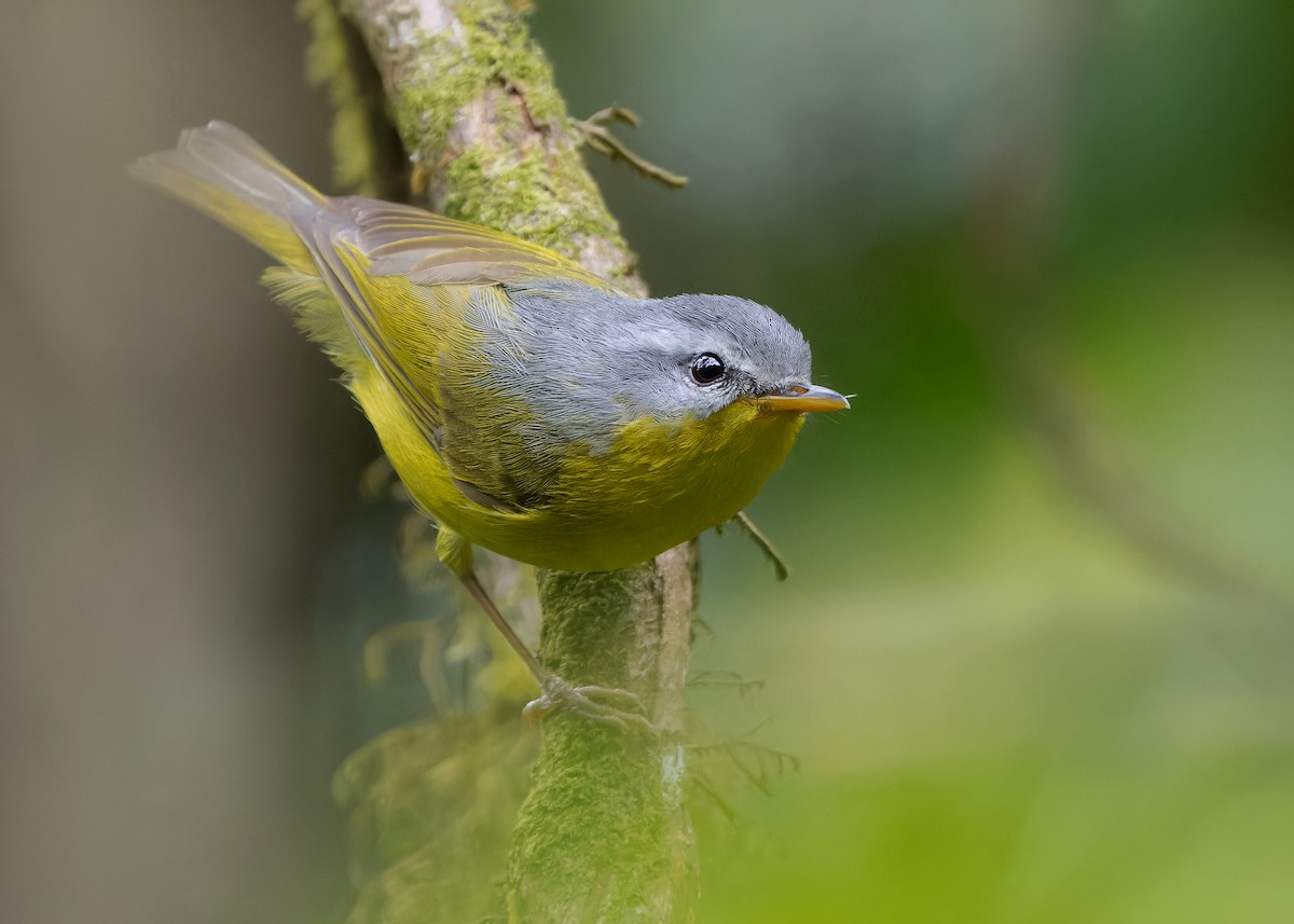 Gray-hooded Warbler - ML619521461