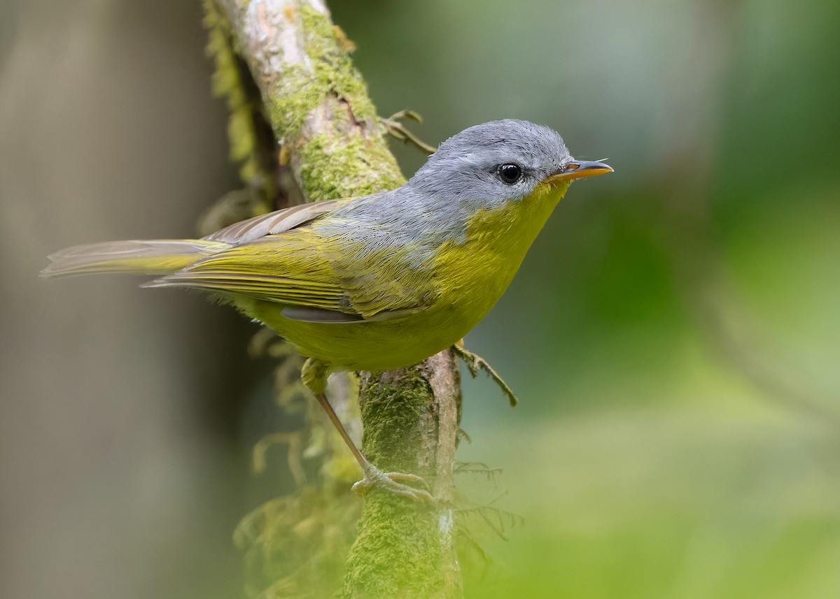 Gray-hooded Warbler - Ayuwat Jearwattanakanok