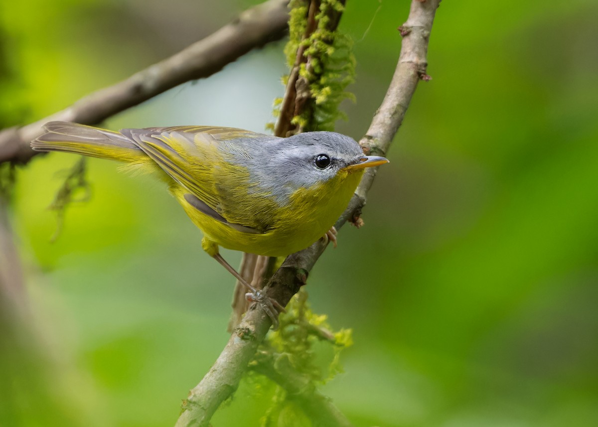 Gray-hooded Warbler - Ayuwat Jearwattanakanok