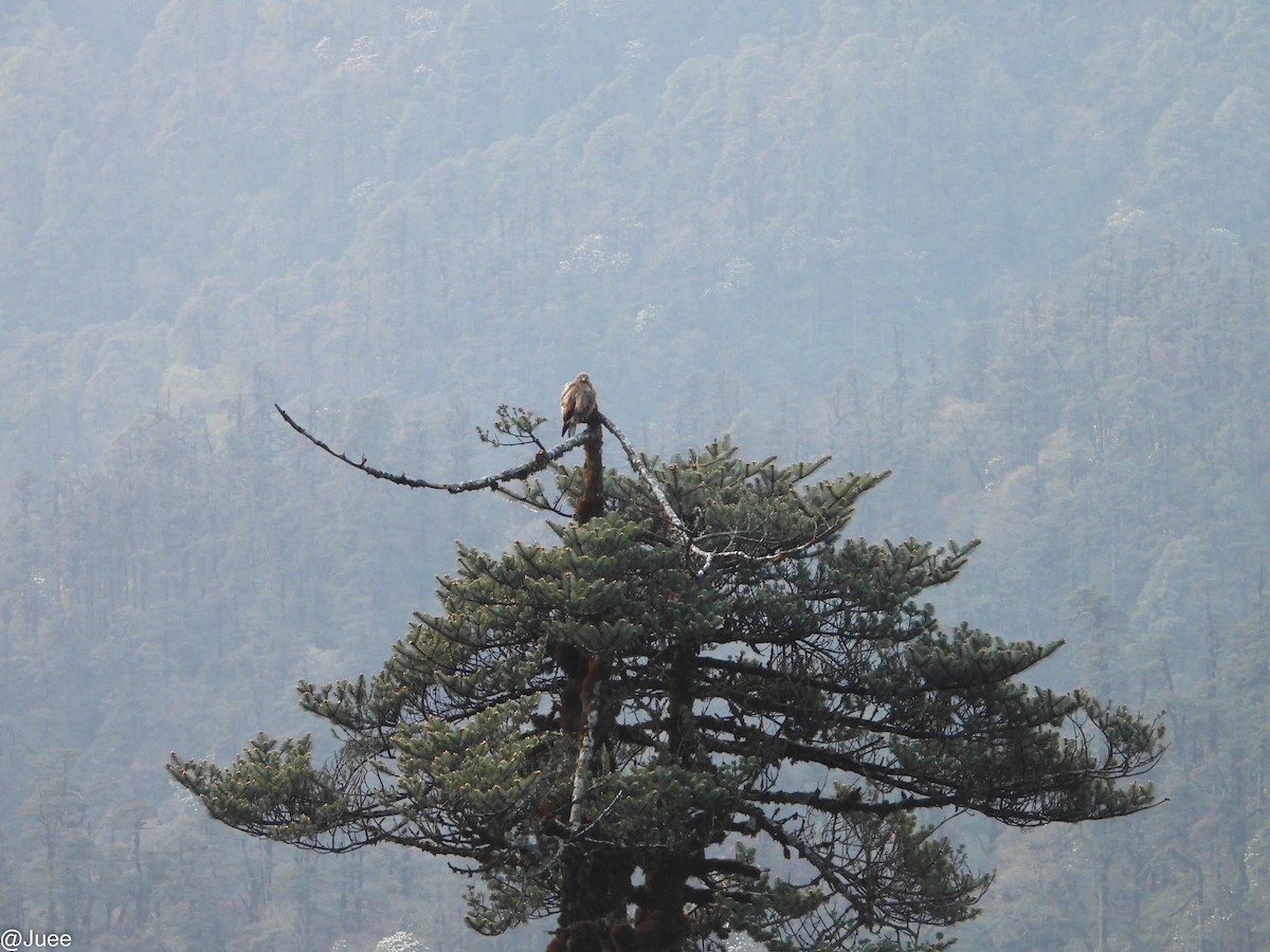 Himalayan Buzzard - ML619521467