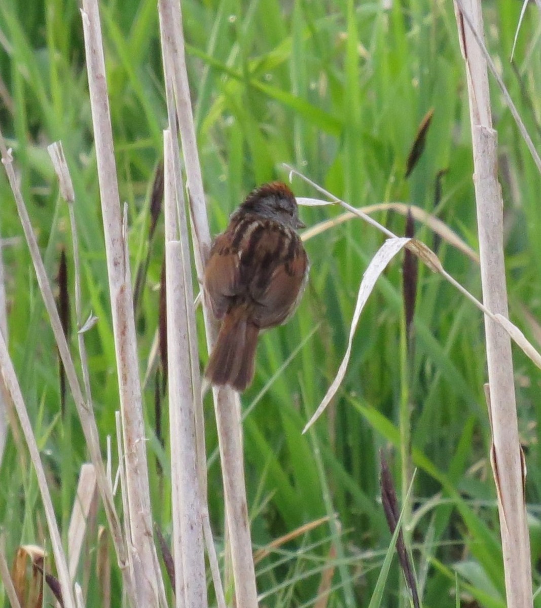 Swamp Sparrow - Anne Barbour