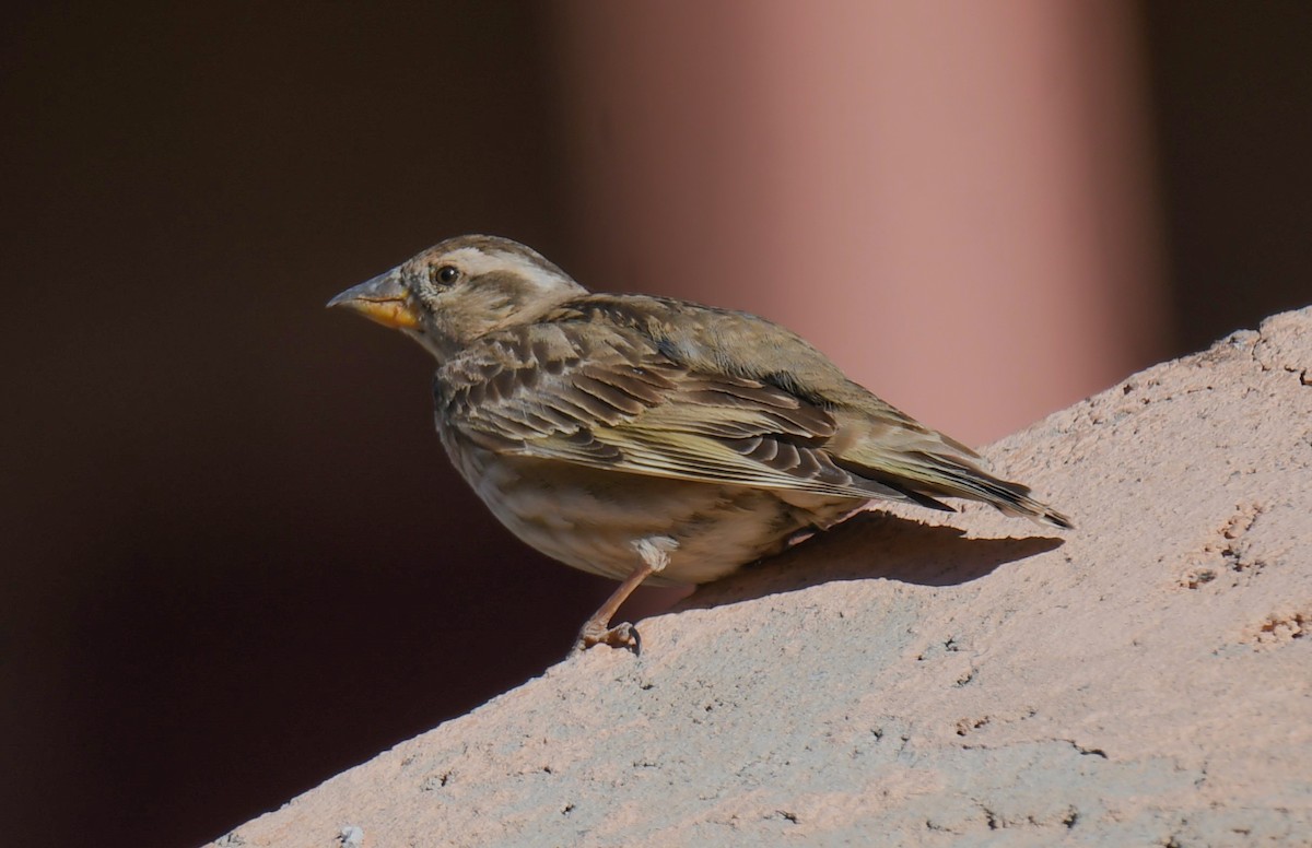 Rock Sparrow - Viorel-Ilie ARGHIUS