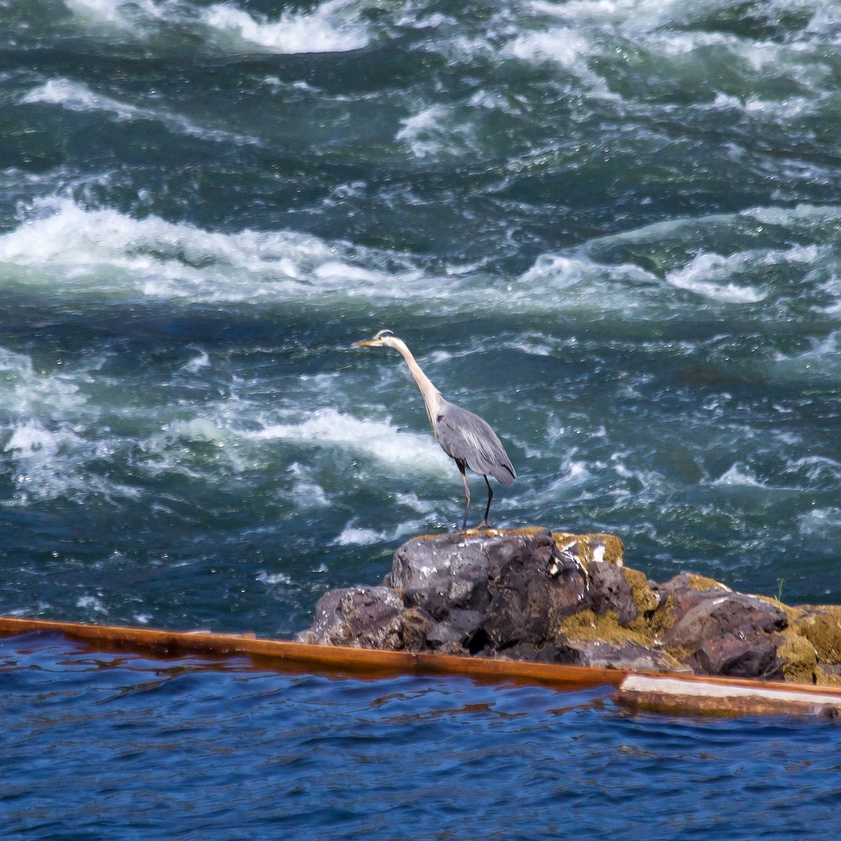 Great Blue Heron - Rail Whisperer