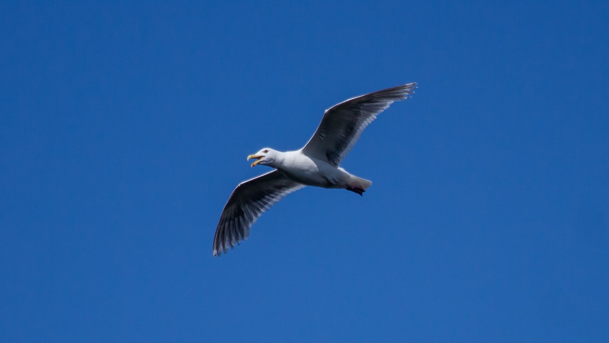 Glaucous-winged Gull - Rail Whisperer