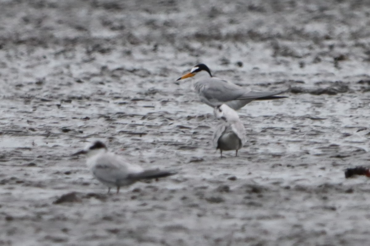 Little Tern - David Morrison