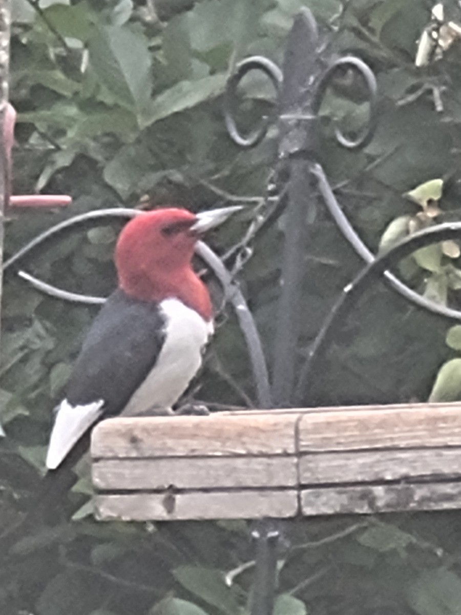 Red-headed Woodpecker - Scott Harp