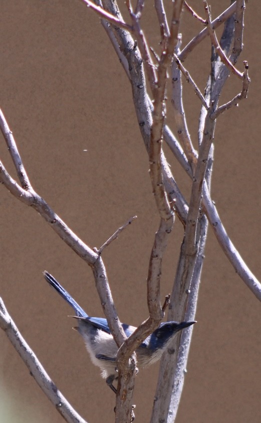 Woodhouse's Scrub-Jay - Deleise Brewer